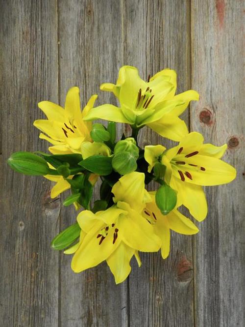 PAVIA  YELLOW L.A. HYBRID LILIES